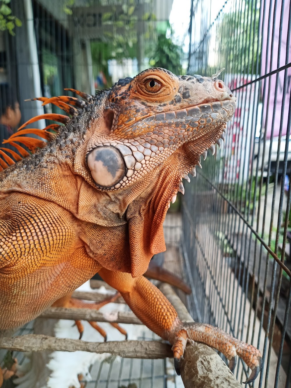 Kama